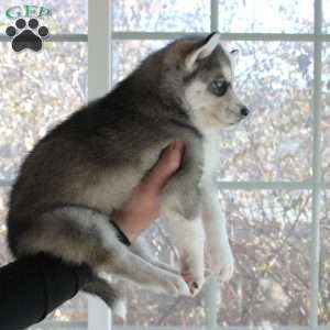 Bella, Siberian Husky Puppy